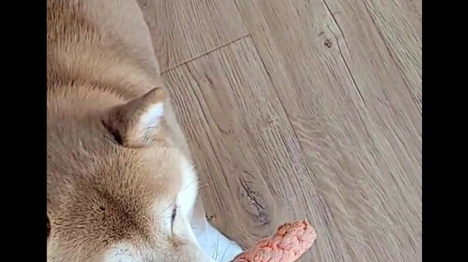 Shiba Inu 4
